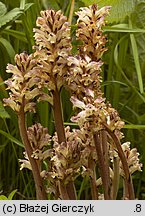 Orobanche pallidiflora (zaraza bladokwiatowa)