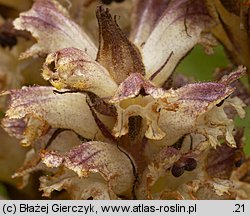 Orobanche pallidiflora (zaraza bladokwiatowa)