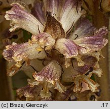 Orobanche pallidiflora (zaraza bladokwiatowa)