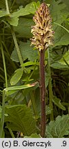 Orobanche pallidiflora (zaraza bladokwiatowa)