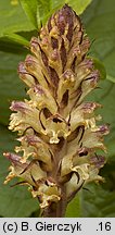 Orobanche pallidiflora (zaraza bladokwiatowa)