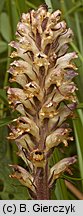 Orobanche pallidiflora (zaraza bladokwiatowa)