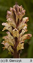 Orobanche pallidiflora (zaraza bladokwiatowa)