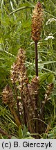 Orobanche pallidiflora (zaraza bladokwiatowa)