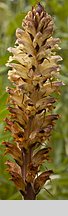 Orobanche pallidiflora (zaraza bladokwiatowa)