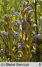 Phelipanche purpurea (zaraźnica niebieska)