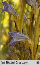 Phelipanche purpurea (zaraźnica niebieska)