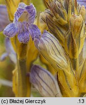 Phelipanche purpurea (zaraźnica niebieska)