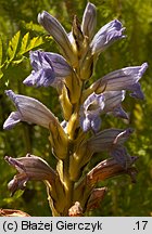 Phelipanche purpurea (zaraźnica niebieska)