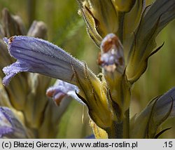 Phelipanche purpurea (zaraźnica niebieska)