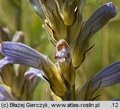 Phelipanche purpurea (zaraźnica niebieska)