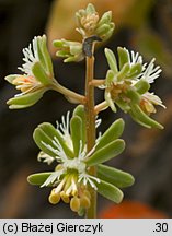 Reseda phyteuma (rezeda mała)