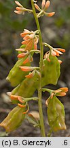 Reseda phyteuma (rezeda mała)