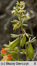 Reseda phyteuma (rezeda mała)