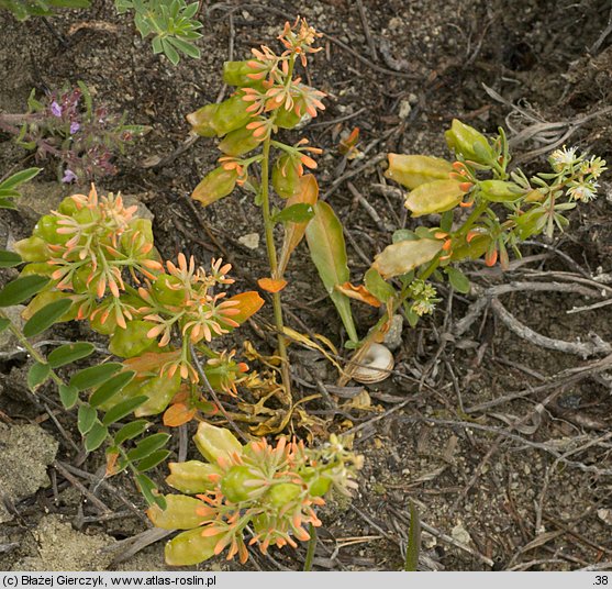 Reseda phyteuma (rezeda mała)