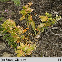 Reseda phyteuma (rezeda mała)