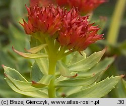 Rhodiola rosea (różeniec górski)