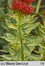 Rhodiola rosea (różeniec górski)