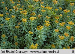 Rhodiola rosea (różeniec górski)