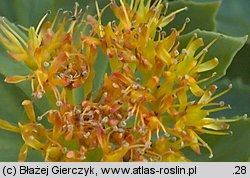 Rhodiola rosea (różeniec górski)