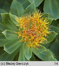 Rhodiola rosea (różeniec górski)