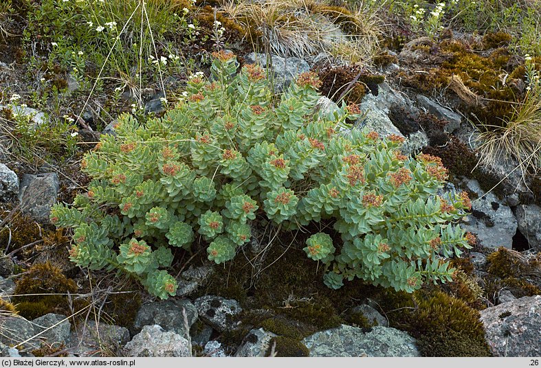 Rhodiola rosea (różeniec górski)