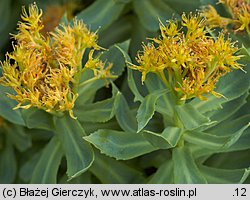 Rhodiola rosea (różeniec górski)