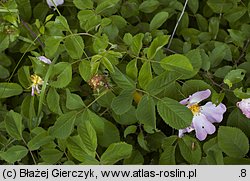 Rosa gallica (róża francuska)