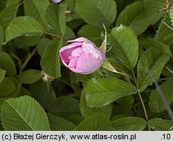 Rosa gallica (róża francuska)