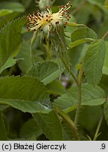 Rosa gallica (róża francuska)