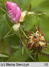 Rosa gallica (róża francuska)