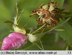 Rosa gallica (róża francuska)