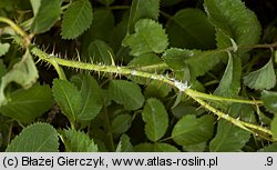 Rosa gallica (róża francuska)