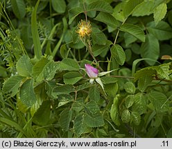 Rosa gallica (róża francuska)