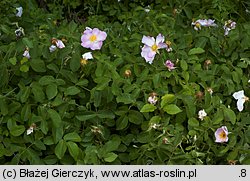 Rosa gallica (róża francuska)