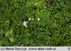 Rosa gallica (róża francuska)