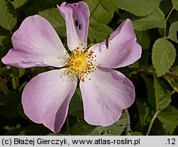 Rosa gallica (róża francuska)