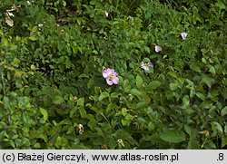 Rosa gallica (róża francuska)