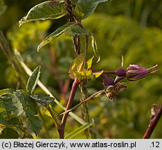 Rosa pendulina (róża alpejska)