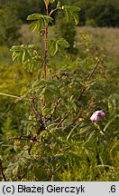 Rosa pendulina (róża alpejska)