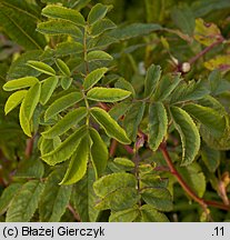 Rosa pendulina (róża alpejska)