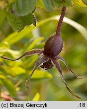 Rosa pendulina (róża alpejska)