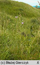 Scorzonera purpurea (wężymord stepowy)