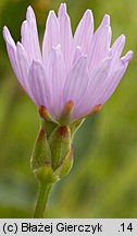 Scorzonera purpurea (wężymord stepowy)