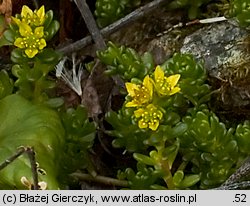 Sedum alpestre (rozchodnik alpejski)