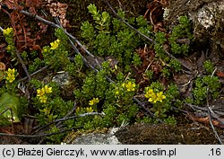 Sedum alpestre (rozchodnik alpejski)