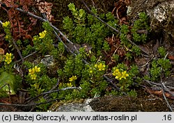 Sedum alpestre (rozchodnik alpejski)