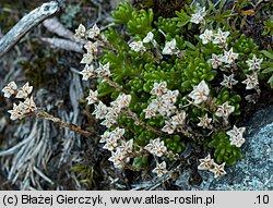 Sedum alpestre (rozchodnik alpejski)