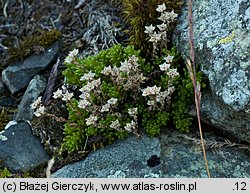 Sedum alpestre (rozchodnik alpejski)