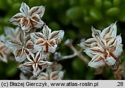 Sedum alpestre (rozchodnik alpejski)